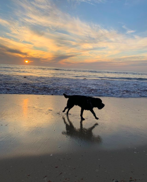 Walks in Hermosa Beach with my dog do wonders for a brain block.